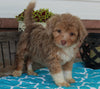 Mini Aussiedoodle For Sale Millersburg OH Female-Sophie