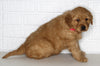 AKC Registered Golden Retriever For Sale Millersburg OH Female-Chloe