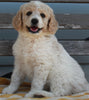 AKC Registered Standard Poodle For Sale Millersburg OH-Female Hazel