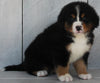 AKC Registered Bernese Mountain Dog For Sale Millersburg OH -Female Monica