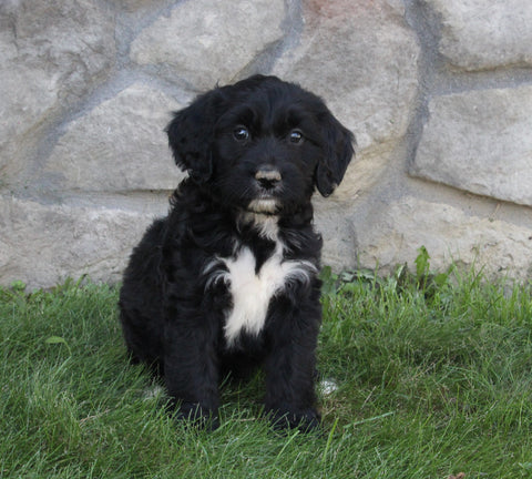 Golden Mountain Doodle For Sale Millersburg OH Female-Blaire