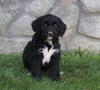 Golden Mountain Doodle For Sale Millersburg OH Female-Blaire
