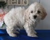 Cockapoo For Sale Holmesville OH Male-Cody