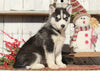 AKC Registered Siberian Husky For Sale Millersburg, OH Male- Jasper