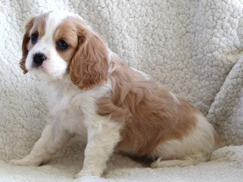 Cavachon For Sale Applecreek OH Female-Macey