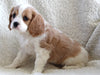 Cavachon For Sale Applecreek OH Female-Macey