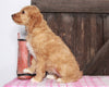 Medium F1BB Goldendoodle For Sale Millersburg, OH Female- Addie