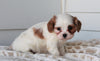 Cavachon For Sale Fredericksburg, OH Female- Alice