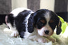 Cavachon For Sale Fredericksburg OH Female-Sage