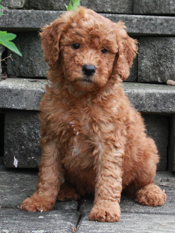 F1B Mini Goldendoodle For Sale Sugarcreek OH -Male Storm