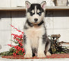 AKC Registered Siberian Husky For Sale Millersburg, OH Male- Jasper