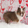 ACA Registered Shetland Sheepdog For Sale Baltic OH Female-Polly