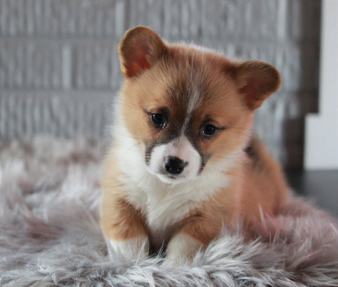ACA Registered Pembroke Welsh Corgi For Sale Millersburg, OH Female- Olivia