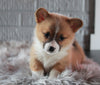 ACA Registered Pembroke Welsh Corgi For Sale Millersburg, OH Female- Olivia