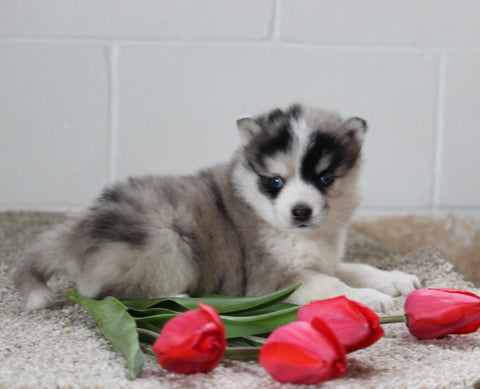 Pomsky For Sale Holmesville OH Female-Julia