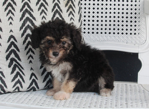 Mini Aussiedoodle For Sale Fresno OH Female-Triva