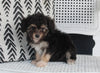 Mini Aussiedoodle For Sale Fresno OH Female-Triva