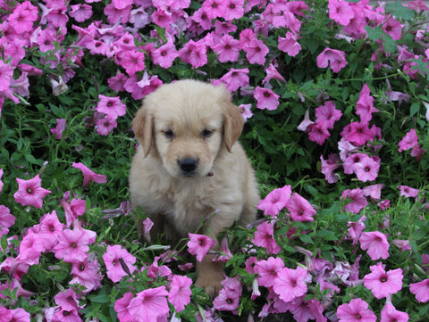 AKC Registered Golden Retriever For Sale Holmesville OH Female-Agnes