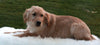 AKC Registered Golden Retriever For Sale Fredericksburg OH Female-Lily