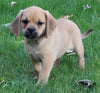 Puggle For Sale Sugarcreek OH Female-Rosie
