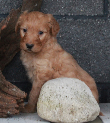 Standard Goldendoodle For Sale Fresno OH Male-Frosty