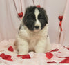 AKC Registered Newfoundland For Sale Millersburg OH Male-Teddy