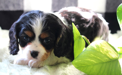 Cavachon For Sale Fredericksburg OH Female-Sage