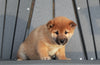 AKC Registered Shiba Inu For Sale Millersburg, OH Male- Rudolph