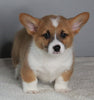 ACA Registered Pembroke Welsh Corgi For Sale Millersburg OH Male-Snoopy