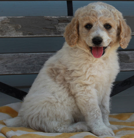 AKC Registered Standard Poodle For Sale Millersburg OH-Female Hazel