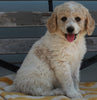 AKC Registered Standard Poodle For Sale Millersburg OH-Female Hazel