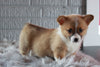 ACA Registered Pembroke Welsh Corgi For Sale Millersburg, OH Female- Olivia