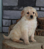 AKC Registered Golden Retriever For Sale Brinkhaven OH Female-Roxy