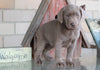 AKC Registered Silver Labrador Retriever For Sale Sugarcreek, OH Female- Bella