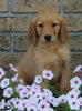 AKC Registered Golden Retriever For Sale Millersburg OH Female-Daisy