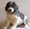 AKC Registered Standard Poodle For Sale Millersburg OH Male-Storm