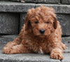 F1B Mini Goldendoodle For Sale Sugarcreek OH -Male Kenny