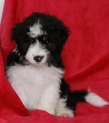 Mini Aussiedoodle For Sale Applecreek OH Male-Bruno