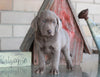 AKC Registered Silver Labrador Retriever For Sale Sugarcreek, OH Female- Bella