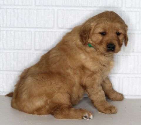 AKC Registered Golden Retriever For Sale Millersburg OH Female-Callie