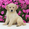 AKC Registered Golden Retriever For Sale Millersburg OH Female-Heidi