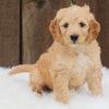 Mini Goldendoodle For Sale Millersburg OH Male-Rascal
