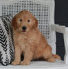 Goldendoodle For Sale Fresno OH Female-Dollie
