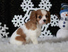 AKC Registered Cavalier For Sale Fredricksburg OH Male-Brandon