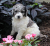 AKC Registered Standerd Poodle For Sale Millersburg OH Male-Diesel