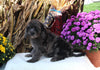 F1B Medium Labradoodle For Sale Millersburg OH Male-Felix