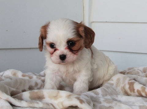 Cavachon For Sale Fredericksburg, OH Female- Alice