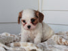 Cavachon For Sale Fredericksburg, OH Female- Alice