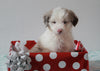 Aussiedoodle For Sale Holmesville, OH Female- Sofie