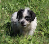 Mini Australian Shepherd Mix For Sale Sugarcreek OH Female-Cheyenne